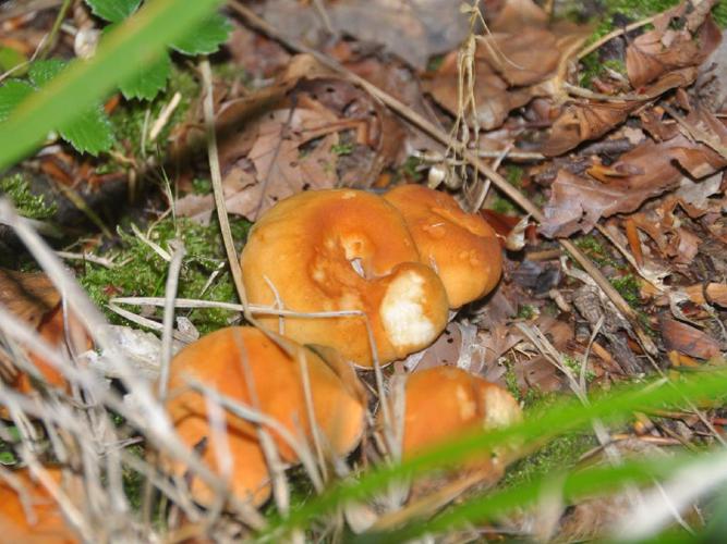 Hydnum rufescens © Thierry Cordenos