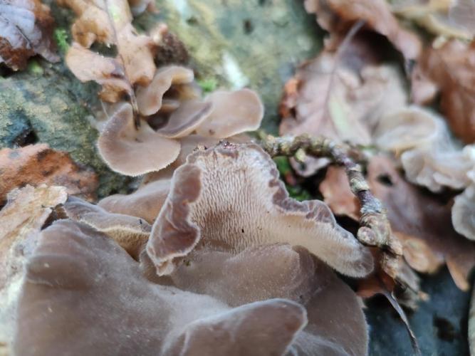 Faux hydne gélatineux (Pseudohydnum gelatinosum) © Kypriotis theo
