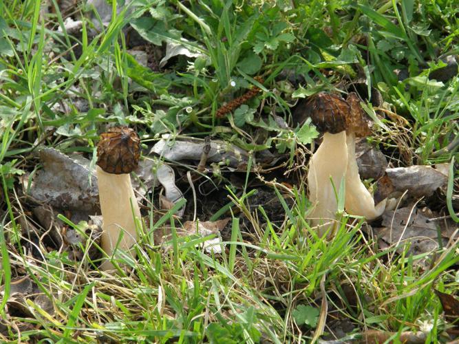 Morillon (Morchella semilibera) © "ahmedm"