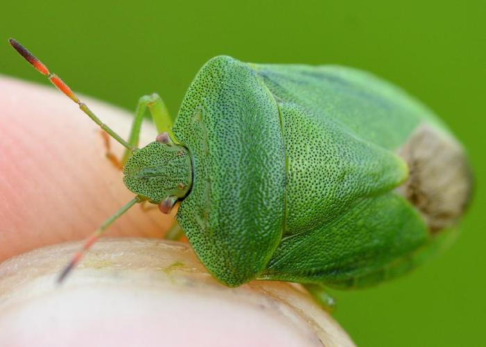 Palomena viridissima © Gilles San Martin