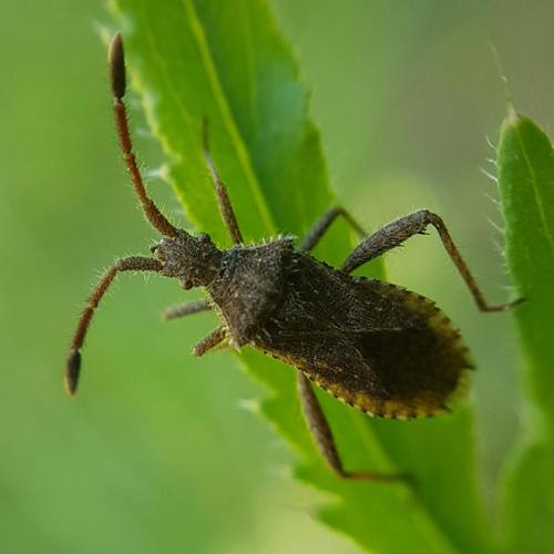 Coriomeris hirticornis © "anasacuta"