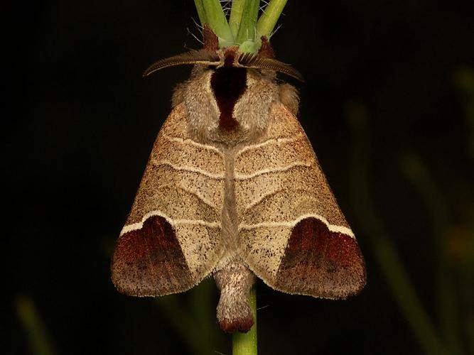 La Hausse-Queue blanche (Clostera curtula) © Sylvain Montagner