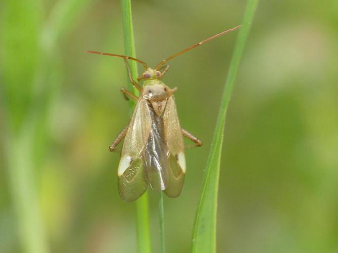 Adelphocoris lineolatus © Benoît Segerer