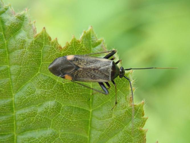 Adelphocoris seticornis © "bigayon"