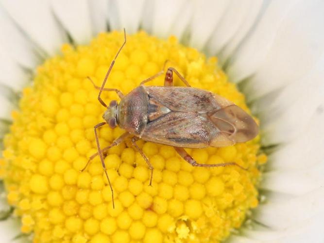 Lygus rugulipennis © Marie Lou Legrand