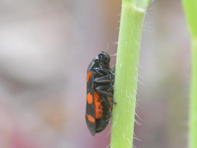 Cercopis sanguinolenta © Bernard Noguès