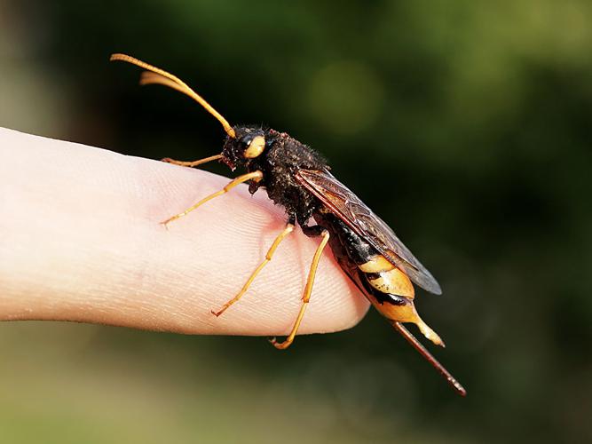 Sirex géant (Urocerus gigas) © Sylvain Montagner