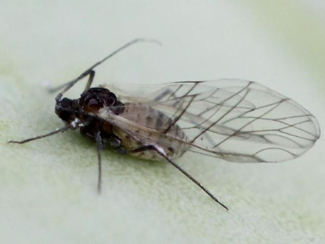 Puceron cendré du chou (Brevicoryne brassicae) © Marie Lou Legrand