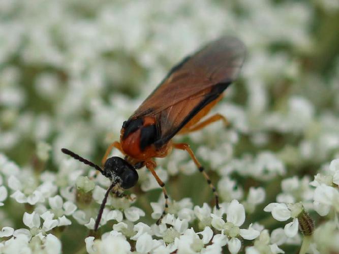 Tenthrède de la rave (Athalia rosae) © Valentin Hamon