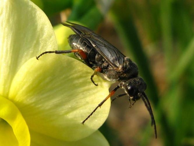 Mouche-à-scie noire à genoux fauves (Dolerus gonager) © "michi1"