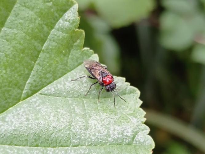 Mouche-à-scie noire à corselet rouge (Eriocampa ovata) © "loops76"