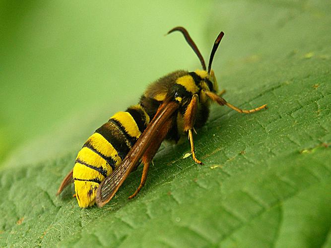 Sésie apiforme (Sesia apiformis) © Sylvain Montagner