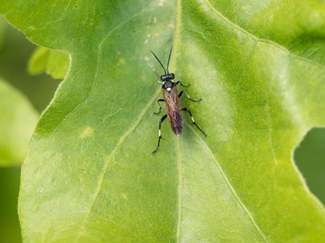 Macrophya duodecimpunctata © "CAZENEUVE"