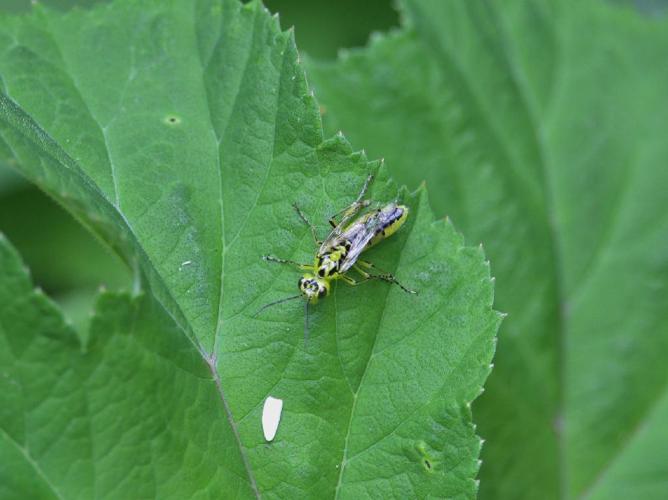 Rhogogaster viridis © Bruno Durand