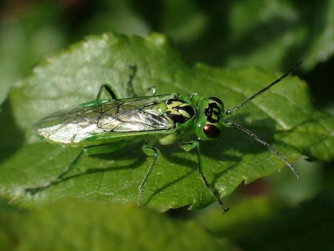 Rhogogaster viridis &copy; "simondenis142857"