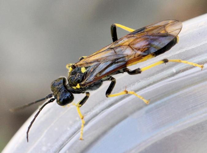 Mouche-à-scie noire (Tenthredo maculata) © Marie Lou Legrand