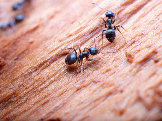 Lasius alienus © Martin Galli