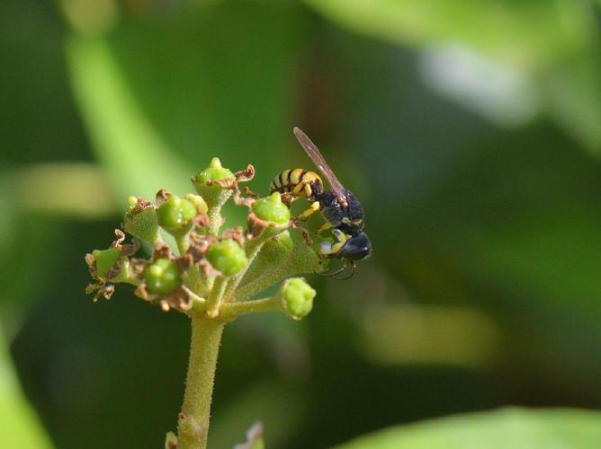 Lestica clypeata © Bernard Noguès