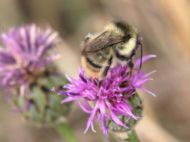 Bourdon grisé (Bombus sylvarum) © "chipiok"