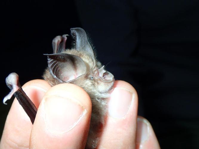 Rhinolophe euryale (Rhinolophus euryale) © Julien Renoult