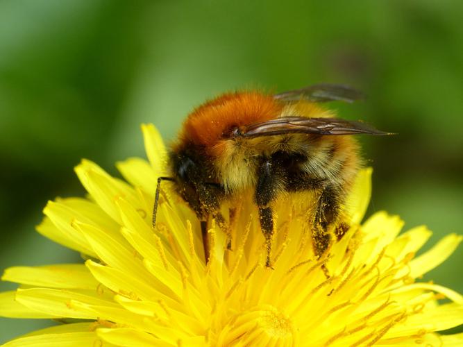 Bourdon des champs (Bombus pascuorum) © Morvan Debroize