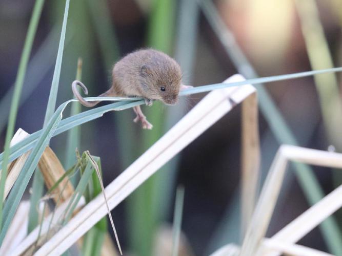 Rat des moissons (Micromys minutus) © "bgenet"