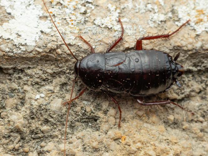 Blatte orientale (Blatta orientalis) © Martin Galli