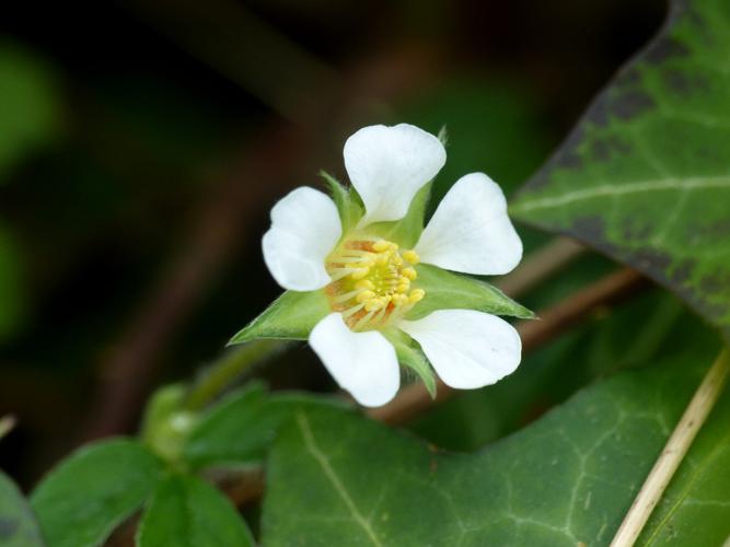 Potentille faux fraisier (Potentilla sterilis) © Morvan Debroize