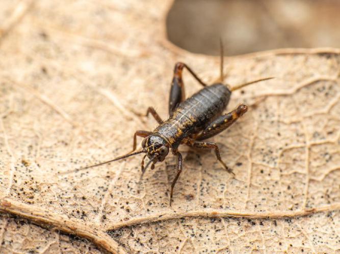 Grillon des bois (Nemobius sylvestris) © Quentin Gaillard