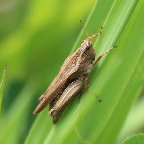 Tétrix riverain (Tetrix subulata) © Julien Piolain