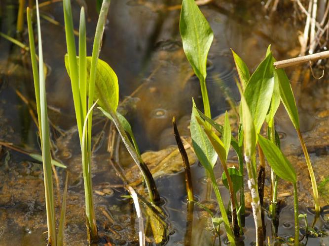 Plantain d'eau à feuilles lancéolées (Alisma lanceolatum) © Julien Renoult