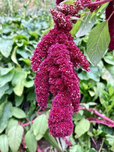 Amarante etalée (Amaranthus cruentus) © "osoandino"