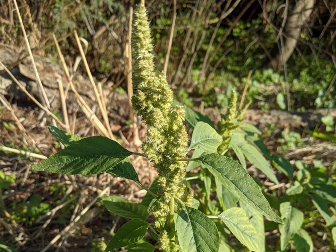 Amarante réfléchie (Amaranthus retroflexus) © Denis Bastianelli