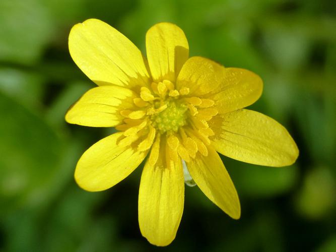 Ficaire fausse-renoncule (Ranunculus ficaria), fleur © Morvan Debroize