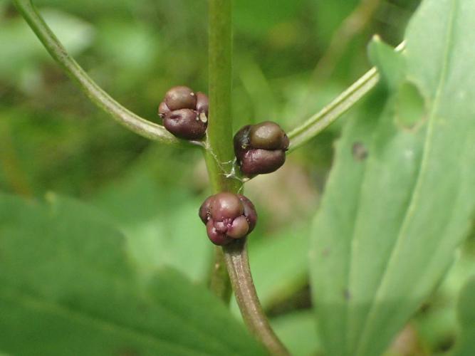 Cardamine à bulbilles (Cardamine bulbifera) © Matthieu Gauvain