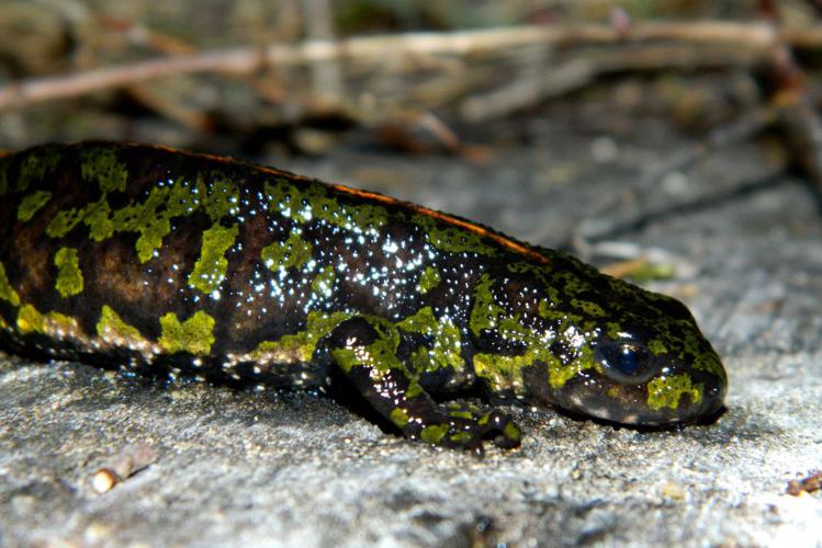 Triton marbré (Triturus marmoratus) © Morvan Debroize