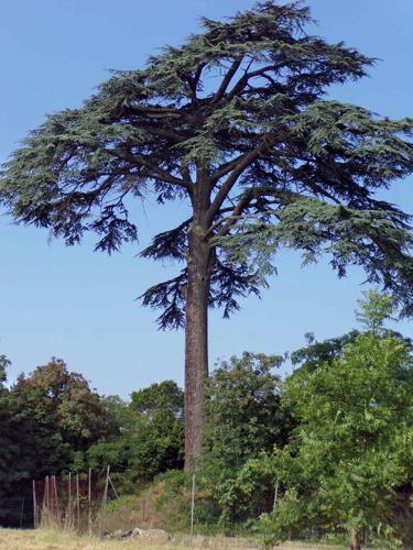 Cèdre du Liban (Cedrus libani) © "Damien DM"