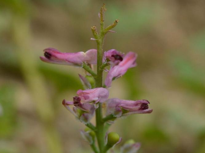 Fumeterre de Bastard (Fumaria bastardii) © Lucie Bauret