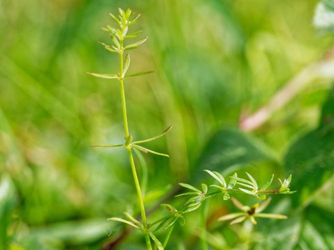 Gaillet faible (Galium debile) © "florianld"