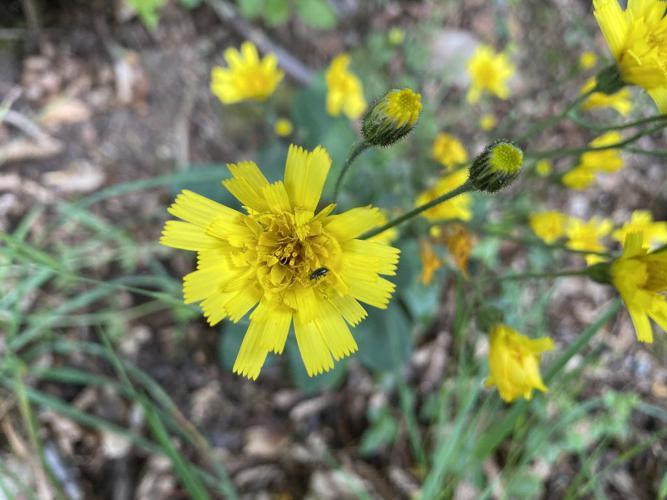 Épervière des murs (Hieracium murorum) © Frédéric Desmoulins