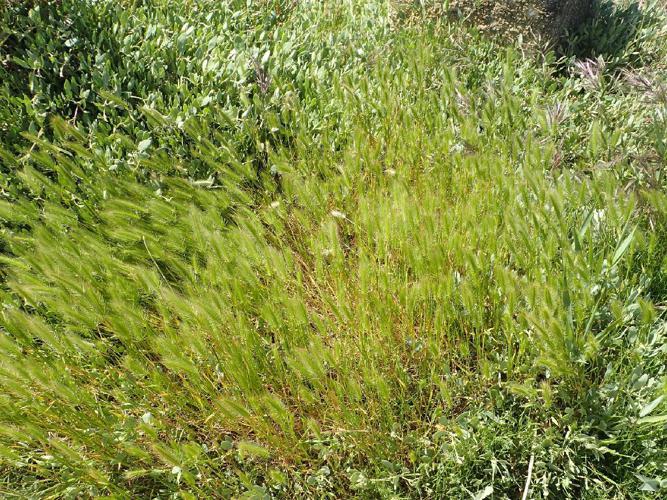 Orge maritime (Hordeum marinum) © Guillaume Papuga