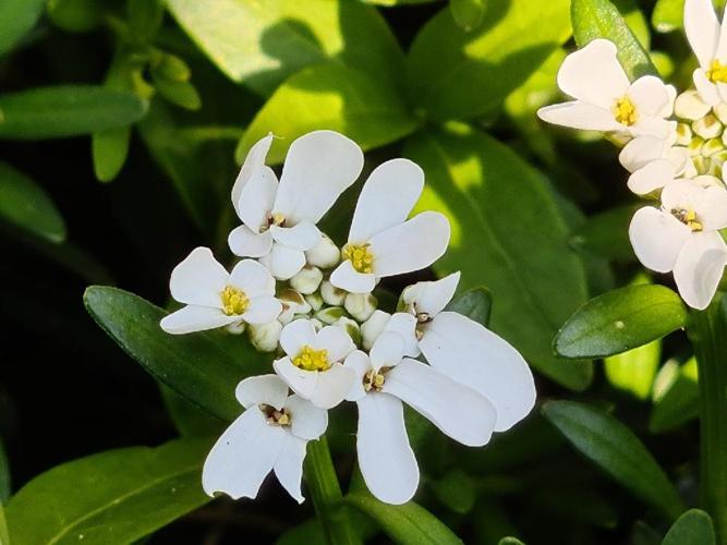 Iberis toujours vert (Iberis sempervirens) © "jay-bee"