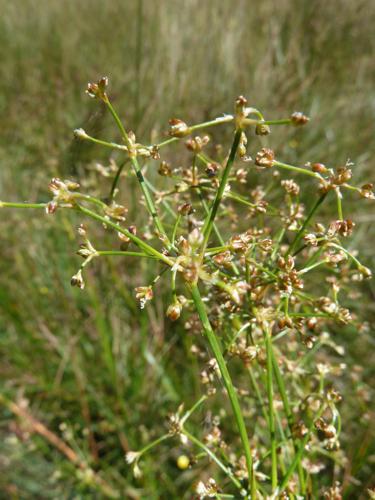 Jonc à tépales obtus (Juncus subnodulosus) © "aroche"