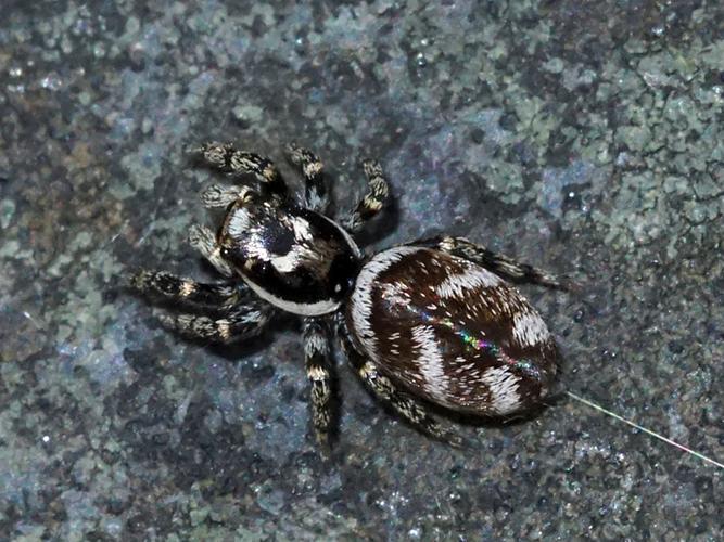 Saltique arlequin (Salticus scenicus) © Sylvain Montagner