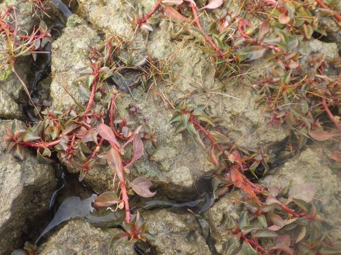 Isnardie des marais (Ludwigia palustris) © Aurélien Bour