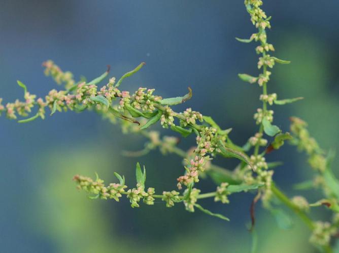 Patience agglomérée (Rumex conglomeratus) © Valentin Hamon