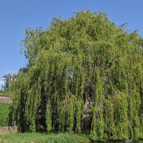 Saule de Babylone (Salix babylonica) © Abigail Stone