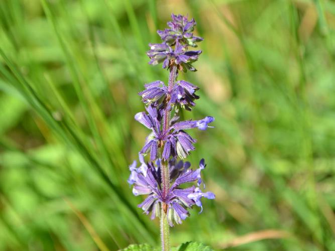 Sauge verticillée (Salvia verticillata) © "pbarry"