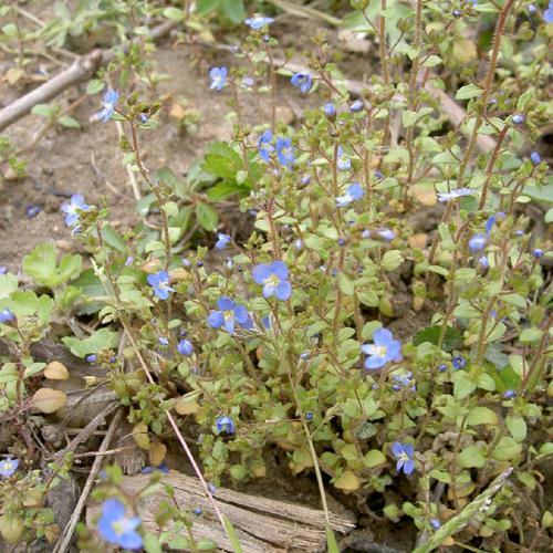 Véronique à feuilles d'acinos (Veronica acinifolia) © "aroche"