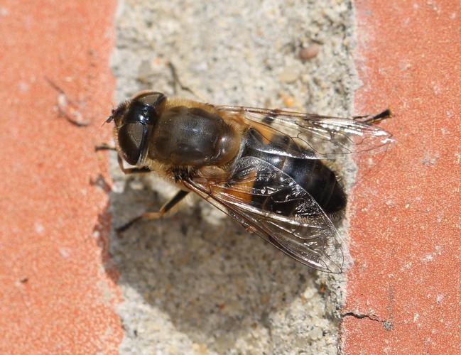 Eristalis similis © Marie Lou Legrand